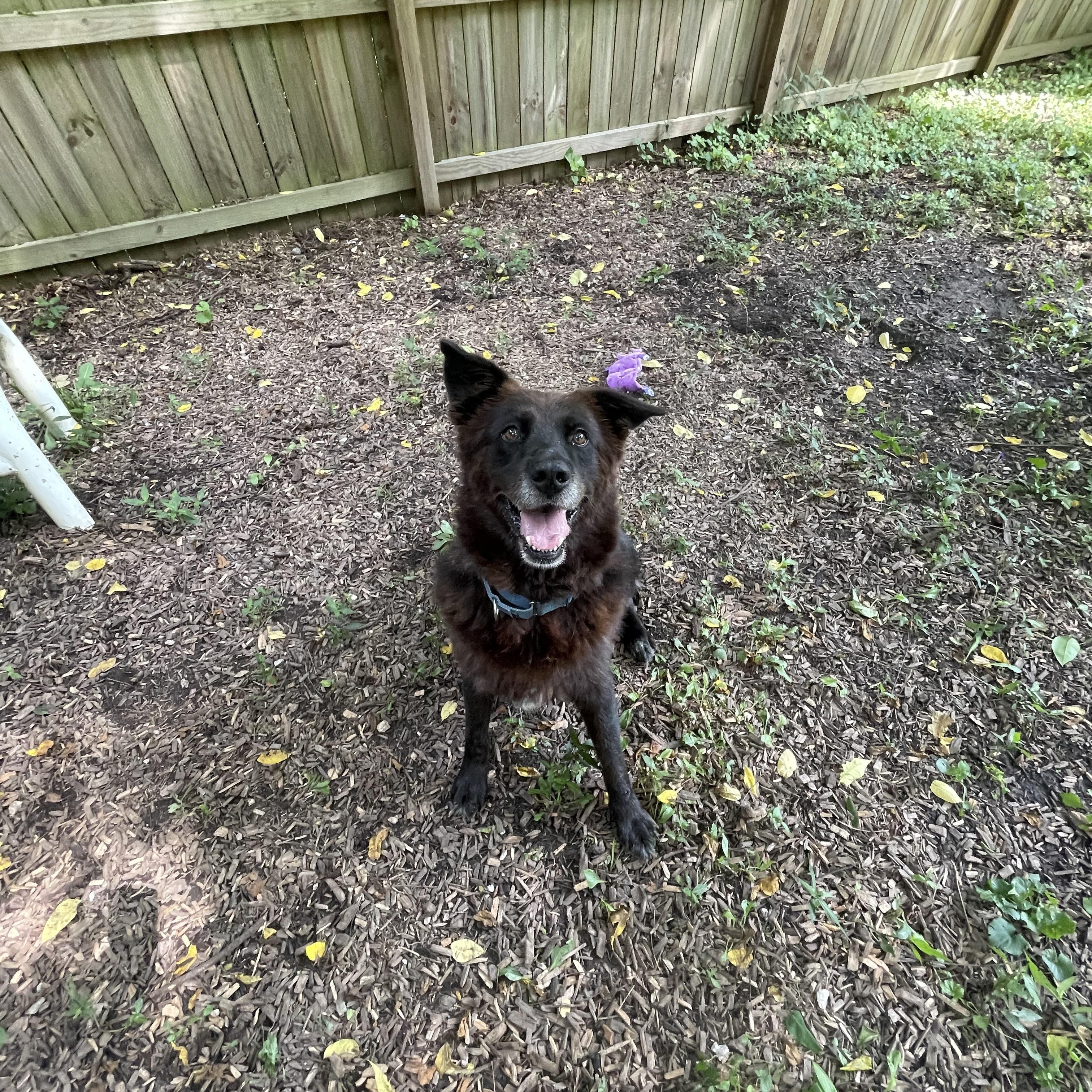 Enlarge Henry, a Adoptable mixed breed in Spencer, IN image 3/4