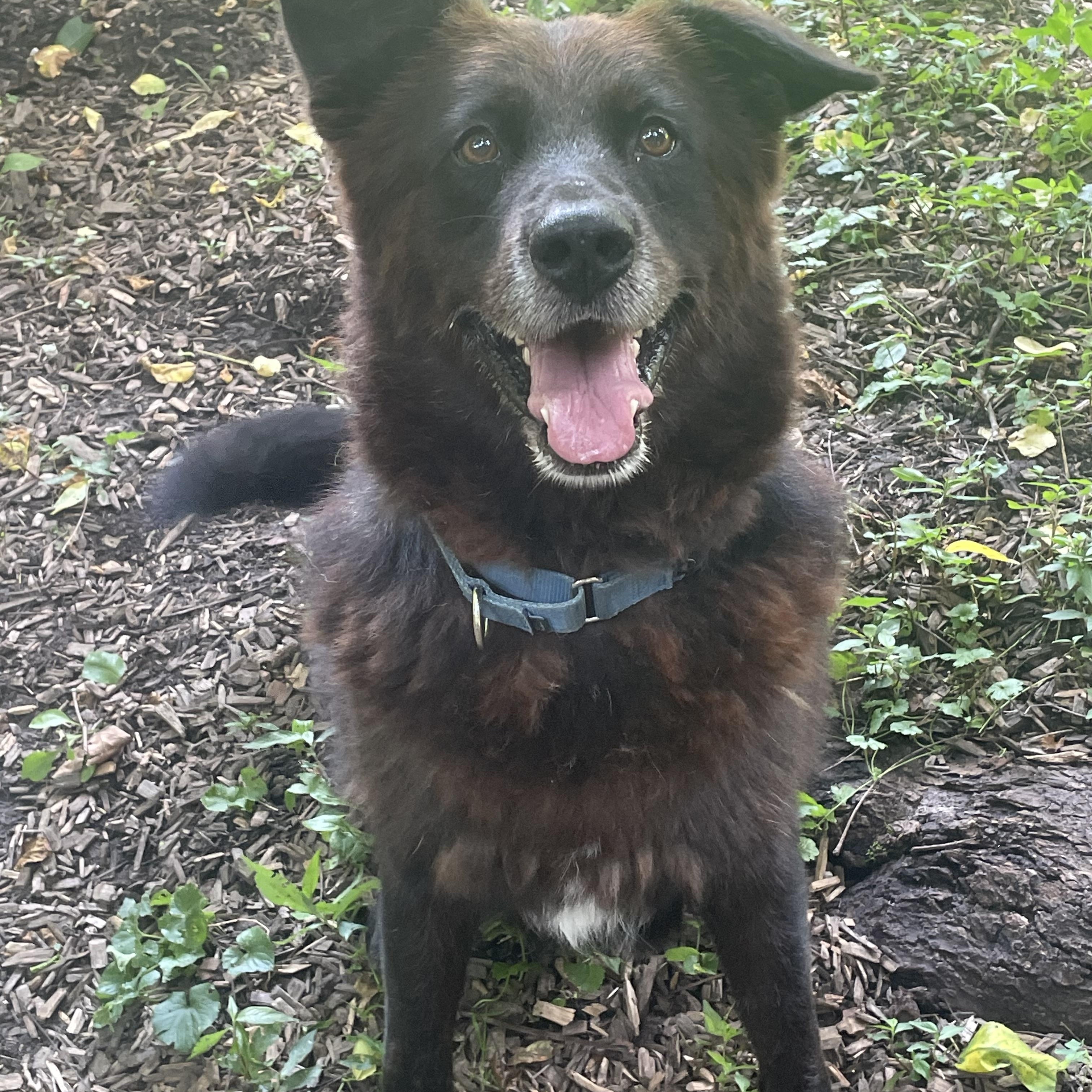 Enlarge Henry, a Adoptable mixed breed in Spencer, IN image 2/4