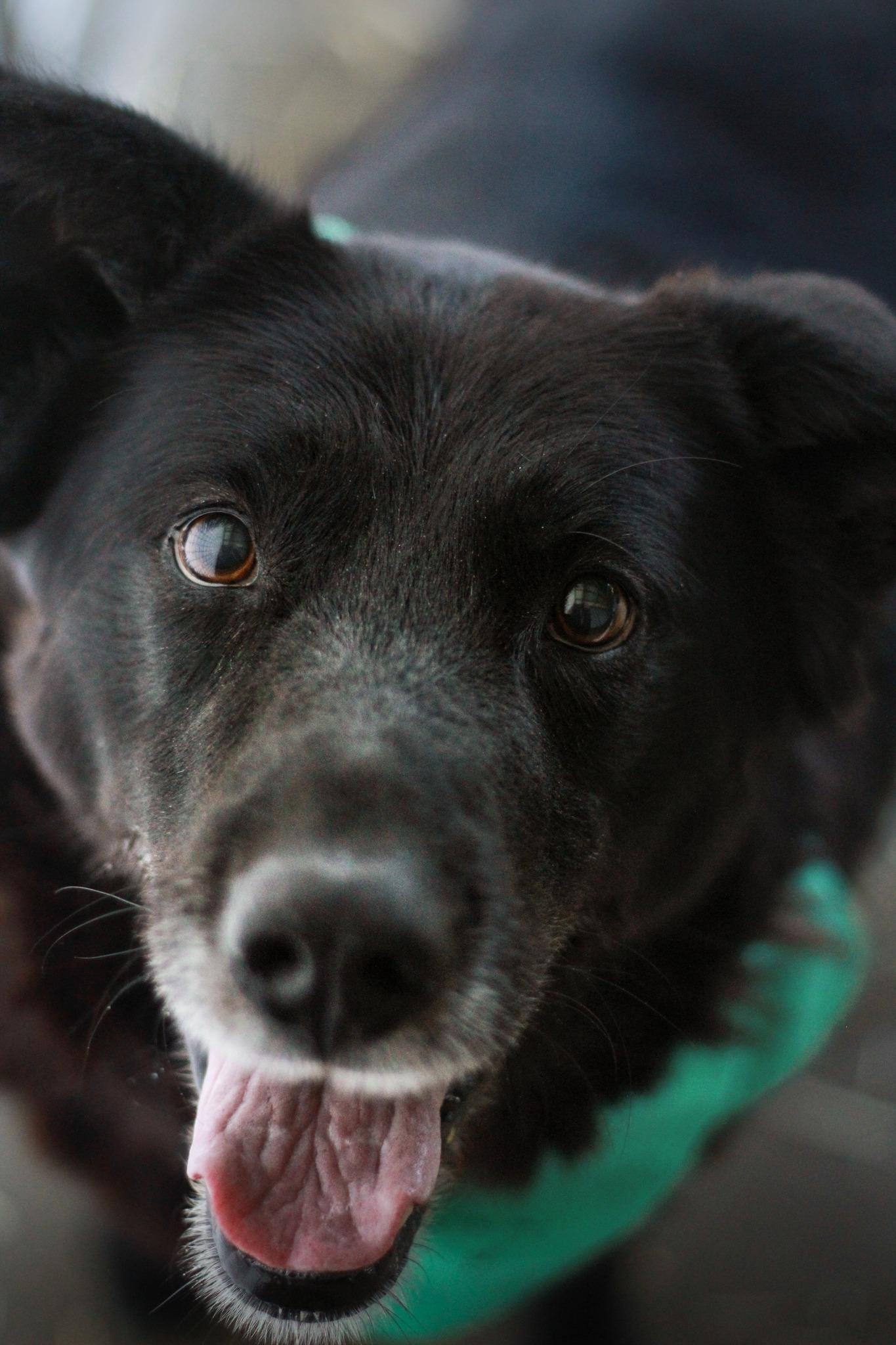 Enlarge Henry, a Adoptable mixed breed in Spencer, IN image 4/4