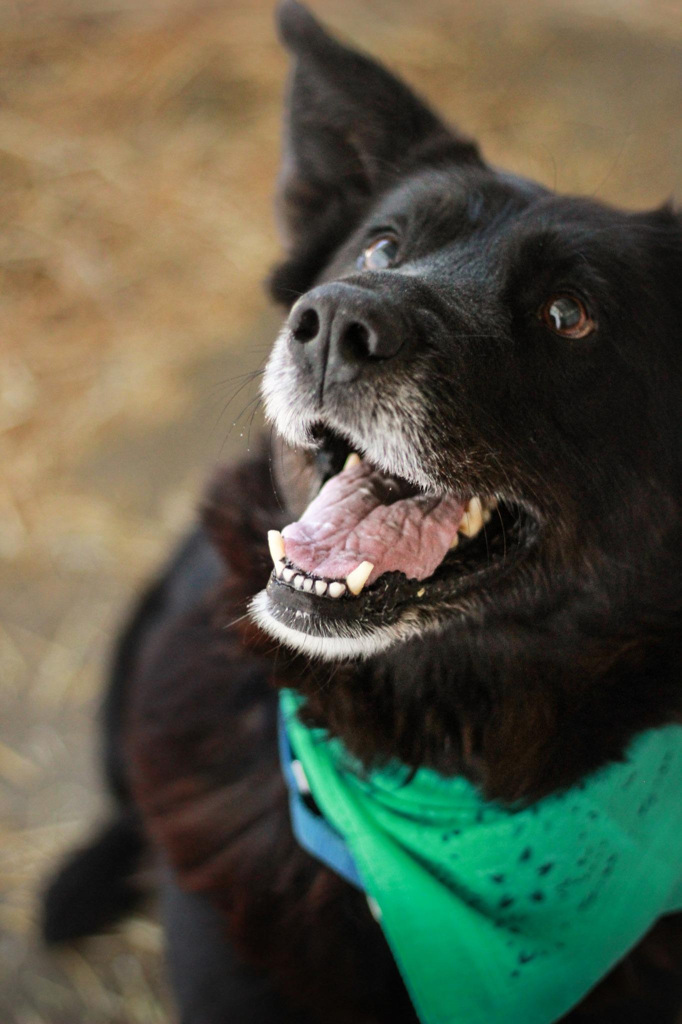 Henry, Adoptable, Senior Male Mixed Breed & Border Collie.