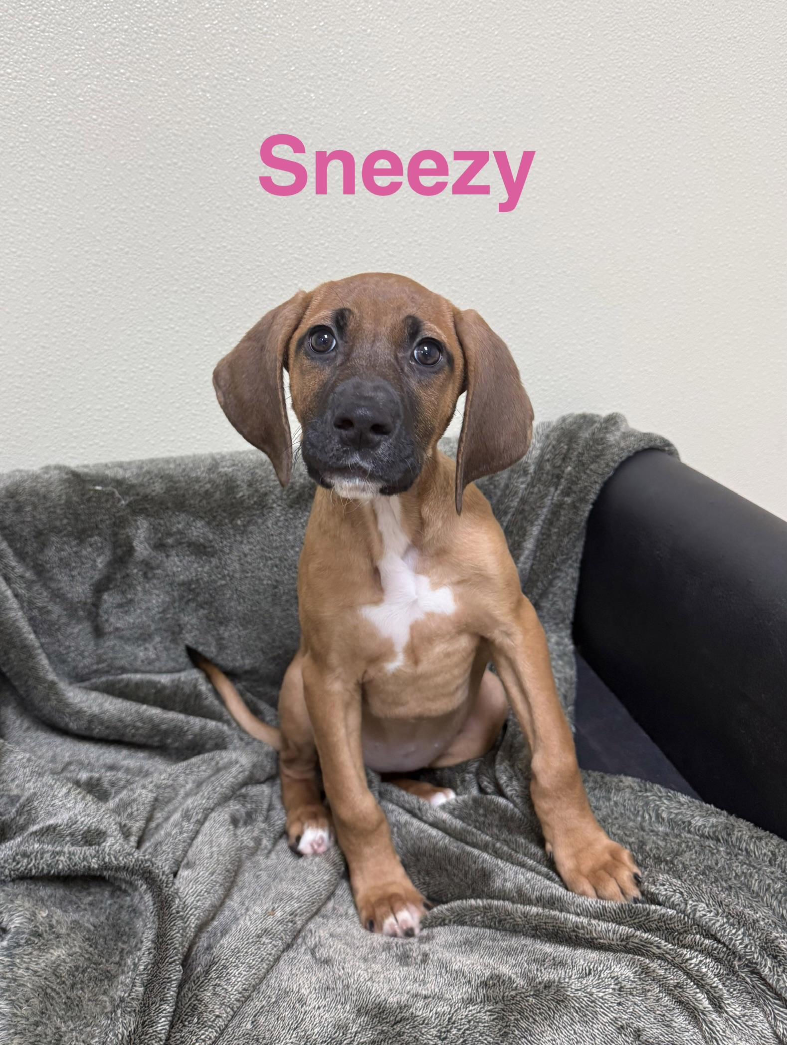 Enlarge Sneezy, a ADOPTABLE mixed breed in Douglas, MA image 3/5