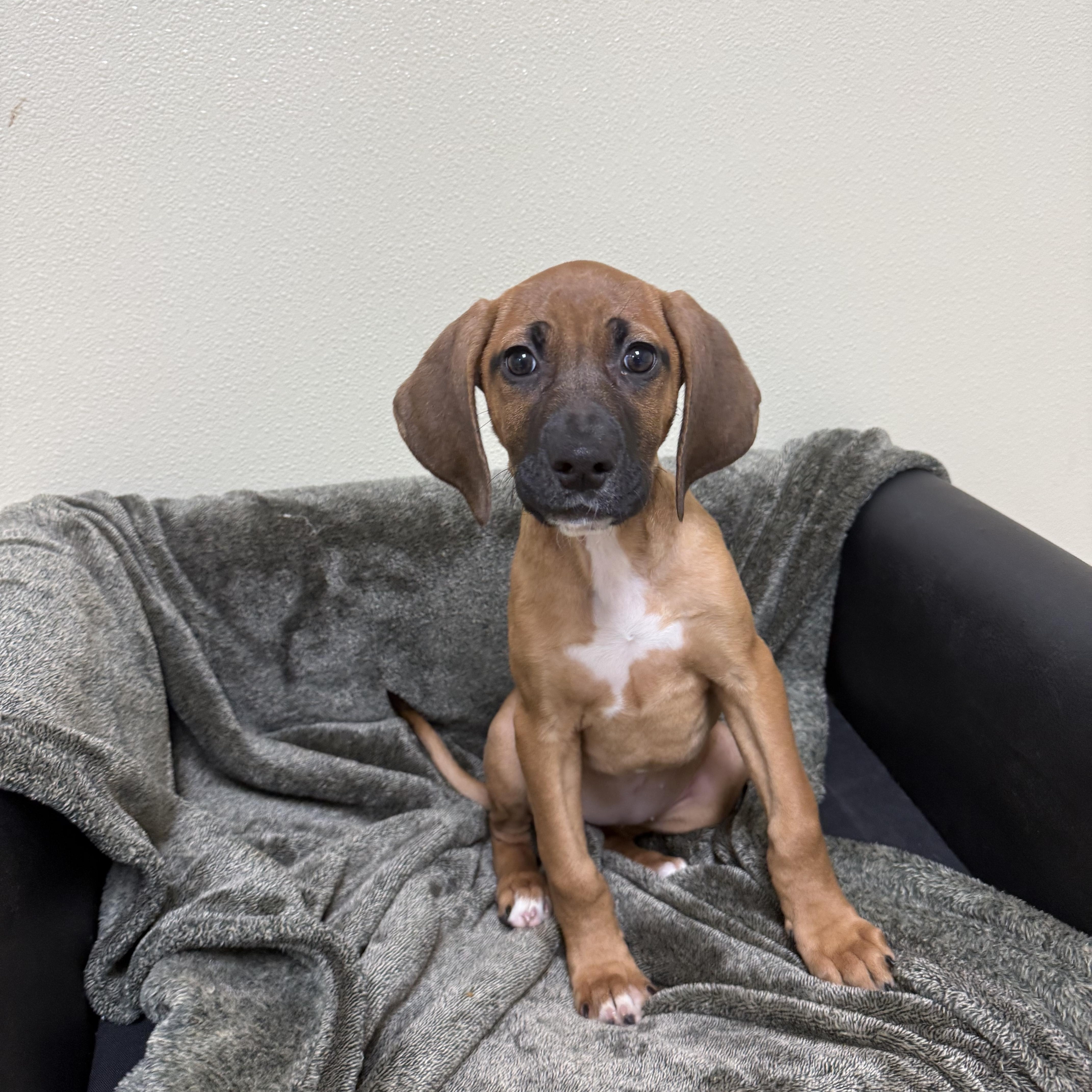 Enlarge Sneezy, a ADOPTABLE mixed breed in Douglas, MA image 1/5