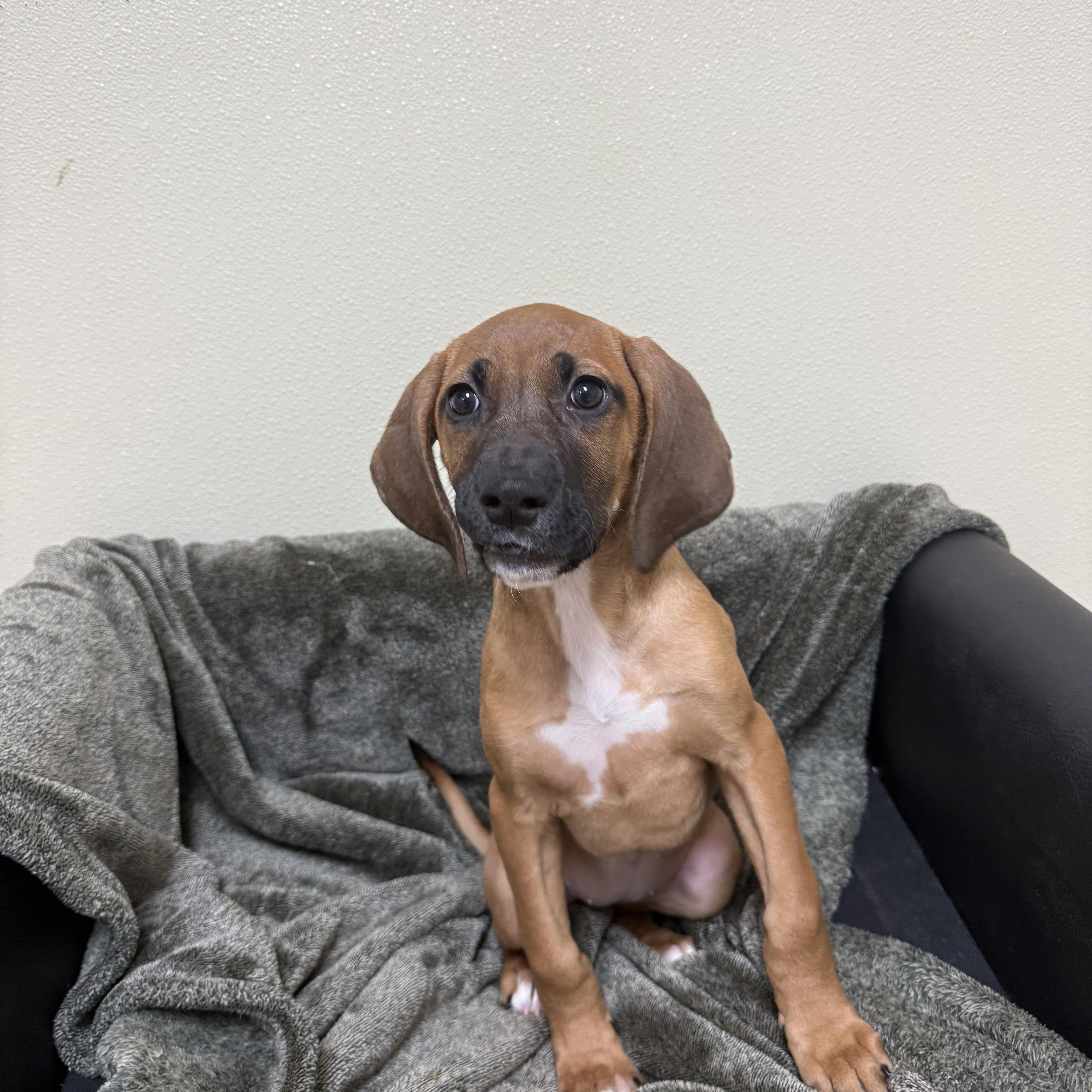 Enlarge Sneezy, a ADOPTABLE mixed breed in Douglas, MA image 2/5