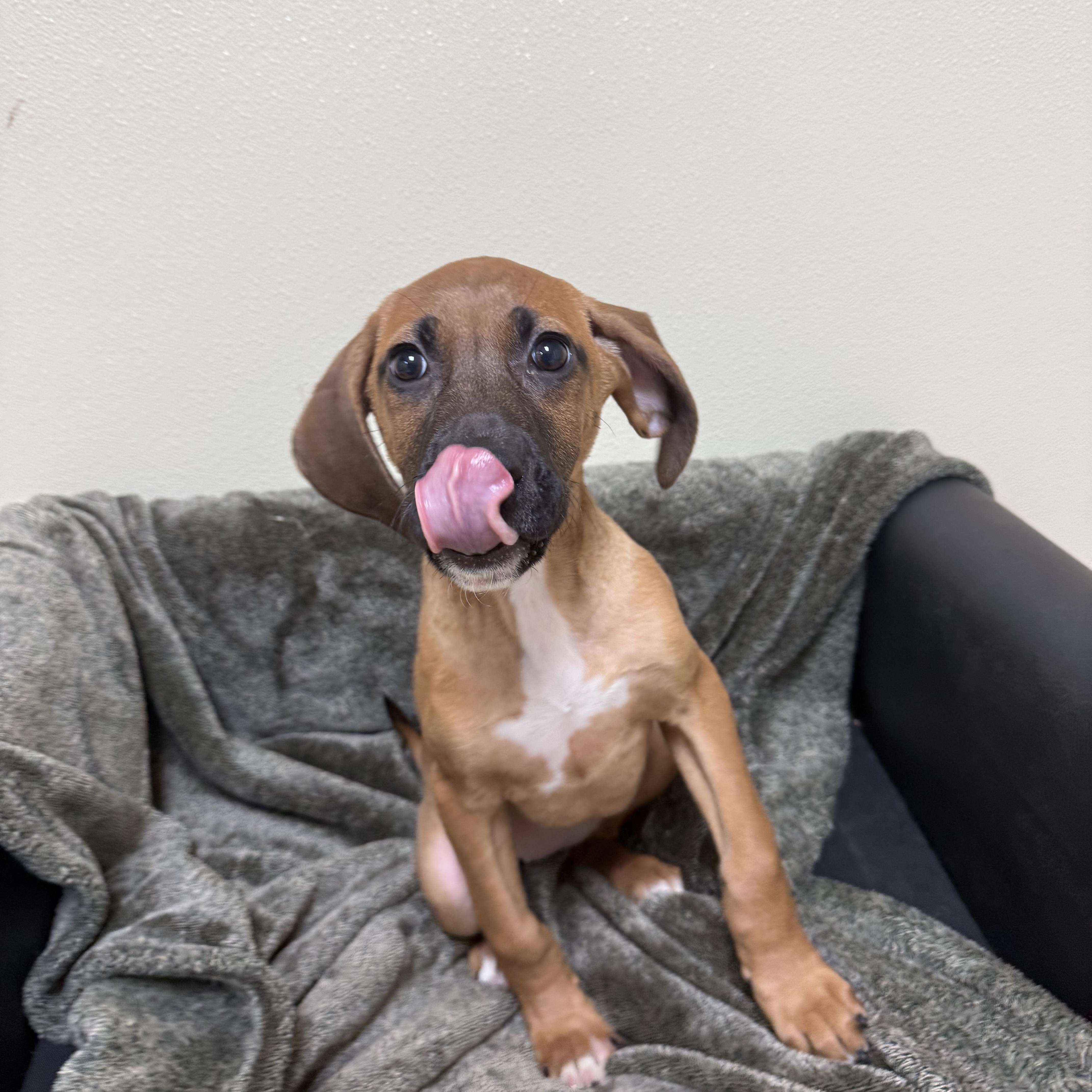 Enlarge Sneezy, a ADOPTABLE mixed breed in Douglas, MA image 4/5