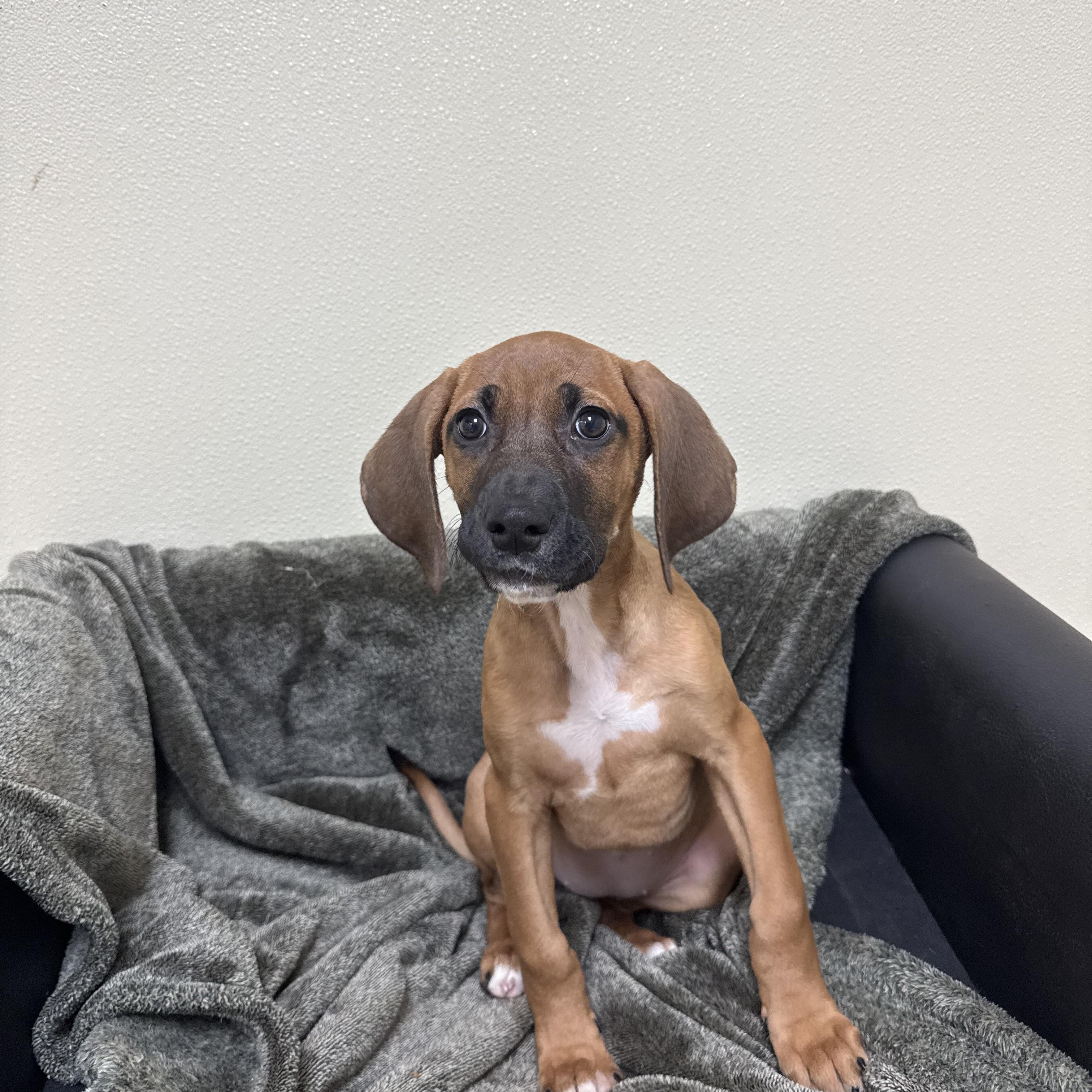 Enlarge Sneezy, a ADOPTABLE mixed breed in Douglas, MA image 5/5