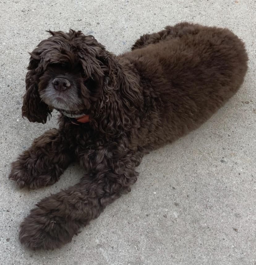 Enlarge Cherry A 26069, a Adoptable Cocker Spaniel in Parker, CO image 1/1
