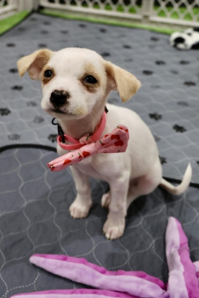 Enlarge Shmoobie, a Adoptable mixed breed in TUCSON, AZ image 1/1