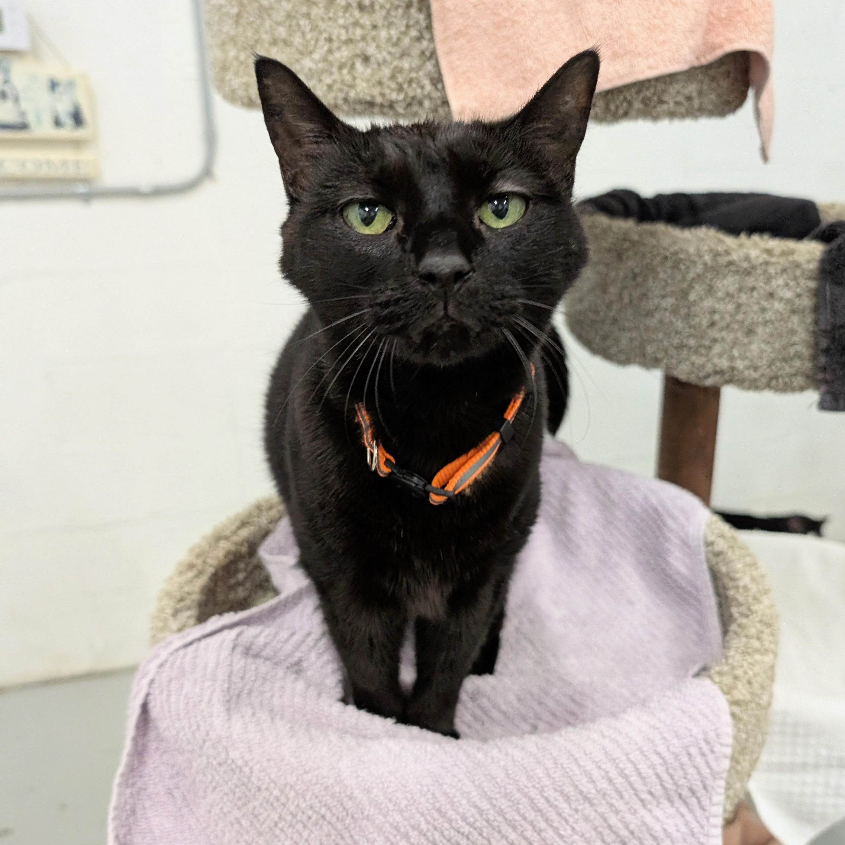 Enlarge Astra, an adoptable mixed breed in West Palm Beach, FL image 2/6