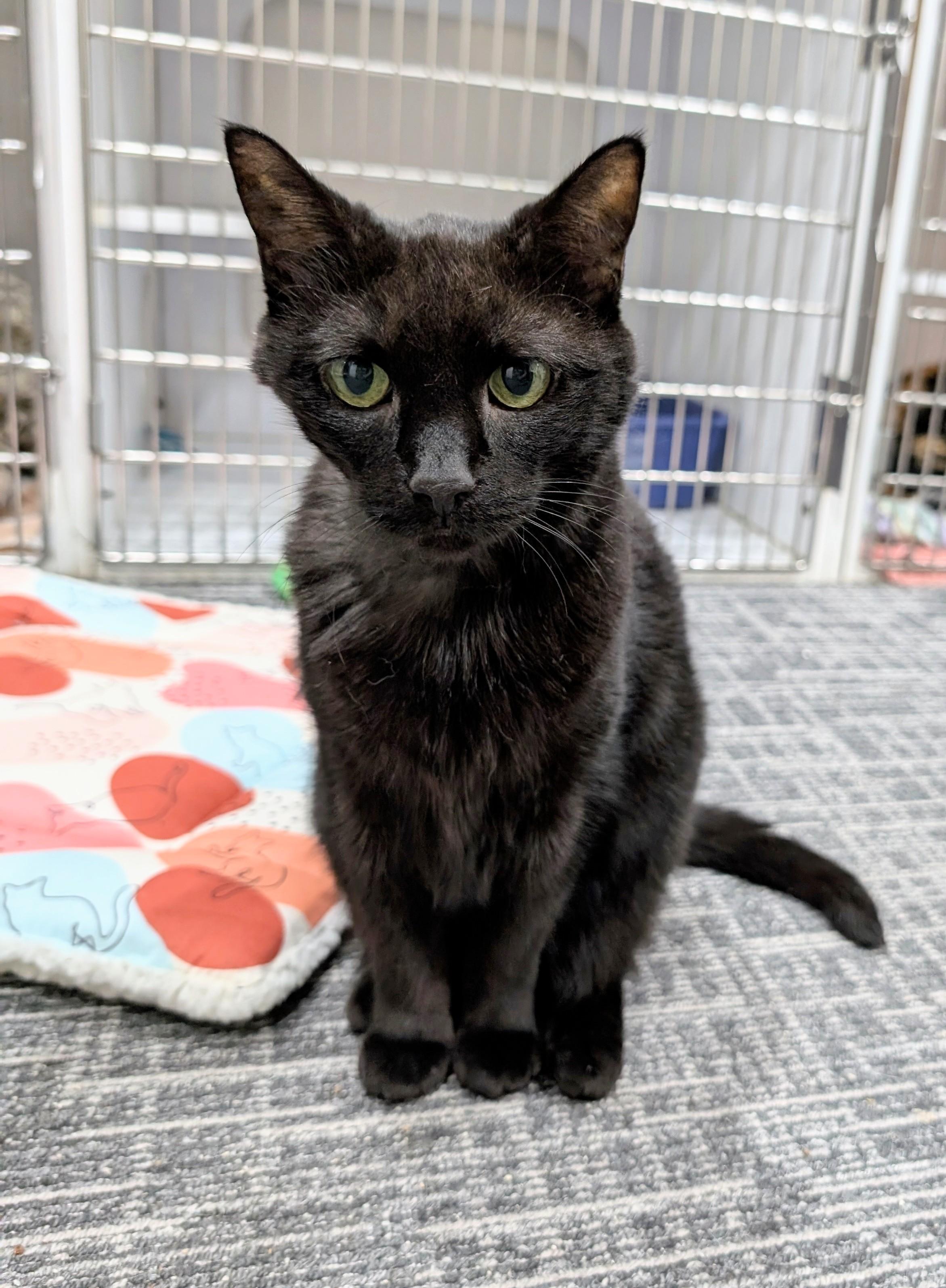 Enlarge Astra, an adoptable mixed breed in West Palm Beach, FL image 5/6