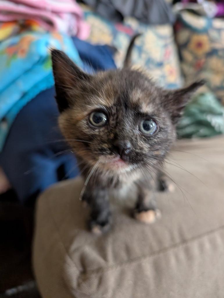 Zsa Zsa, Adoptable, Kitten Female Domestic Short Hair.