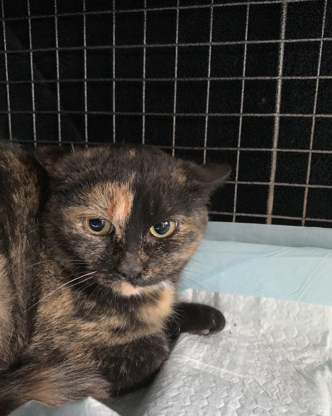 Felicia, Adoptable, Young Female Domestic Short Hair.