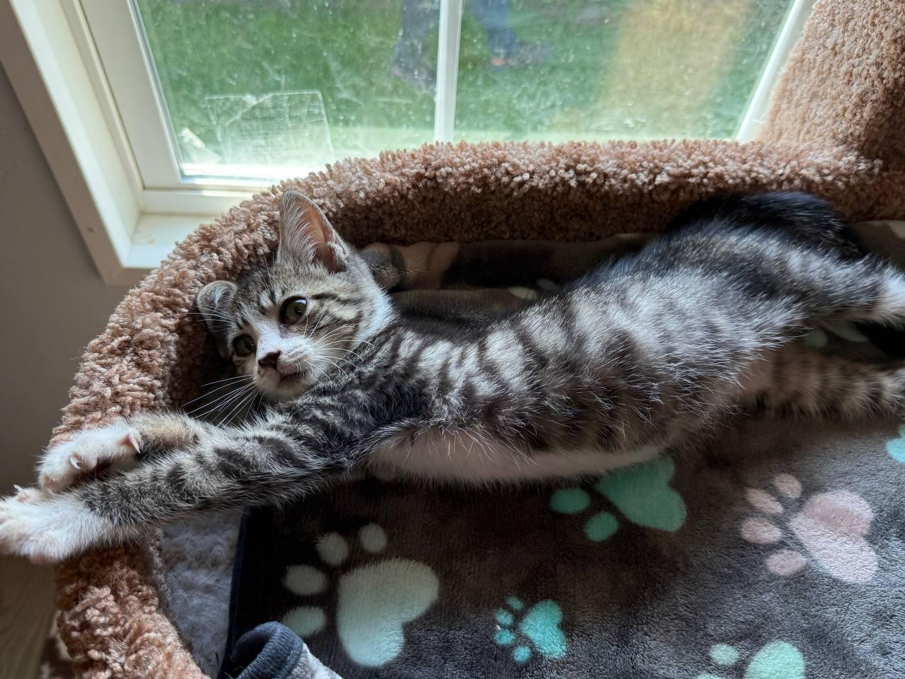 Enlarge Cosmo, a ADOPTABLE Domestic Short Hair in Macclesfield, NC image 3/3