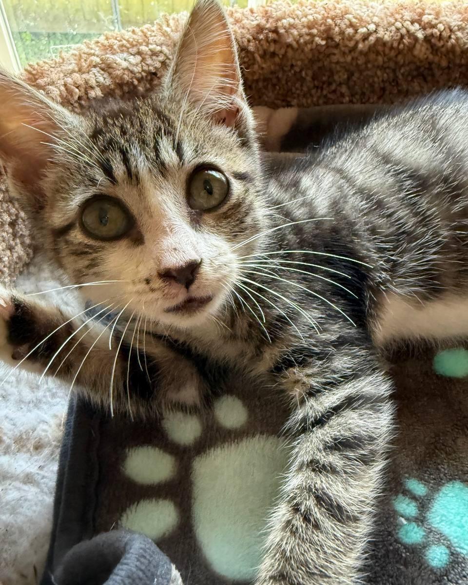 Cosmo, ADOPTABLE, Kitten Male Domestic Short Hair.