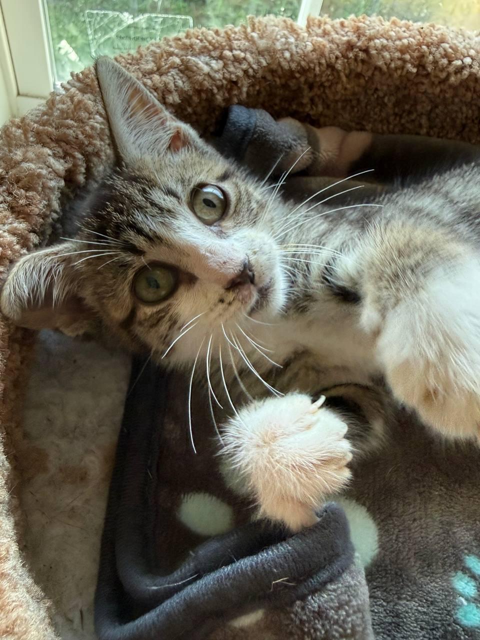 Enlarge Cosmo, a ADOPTABLE Domestic Short Hair in Macclesfield, NC image 2/3