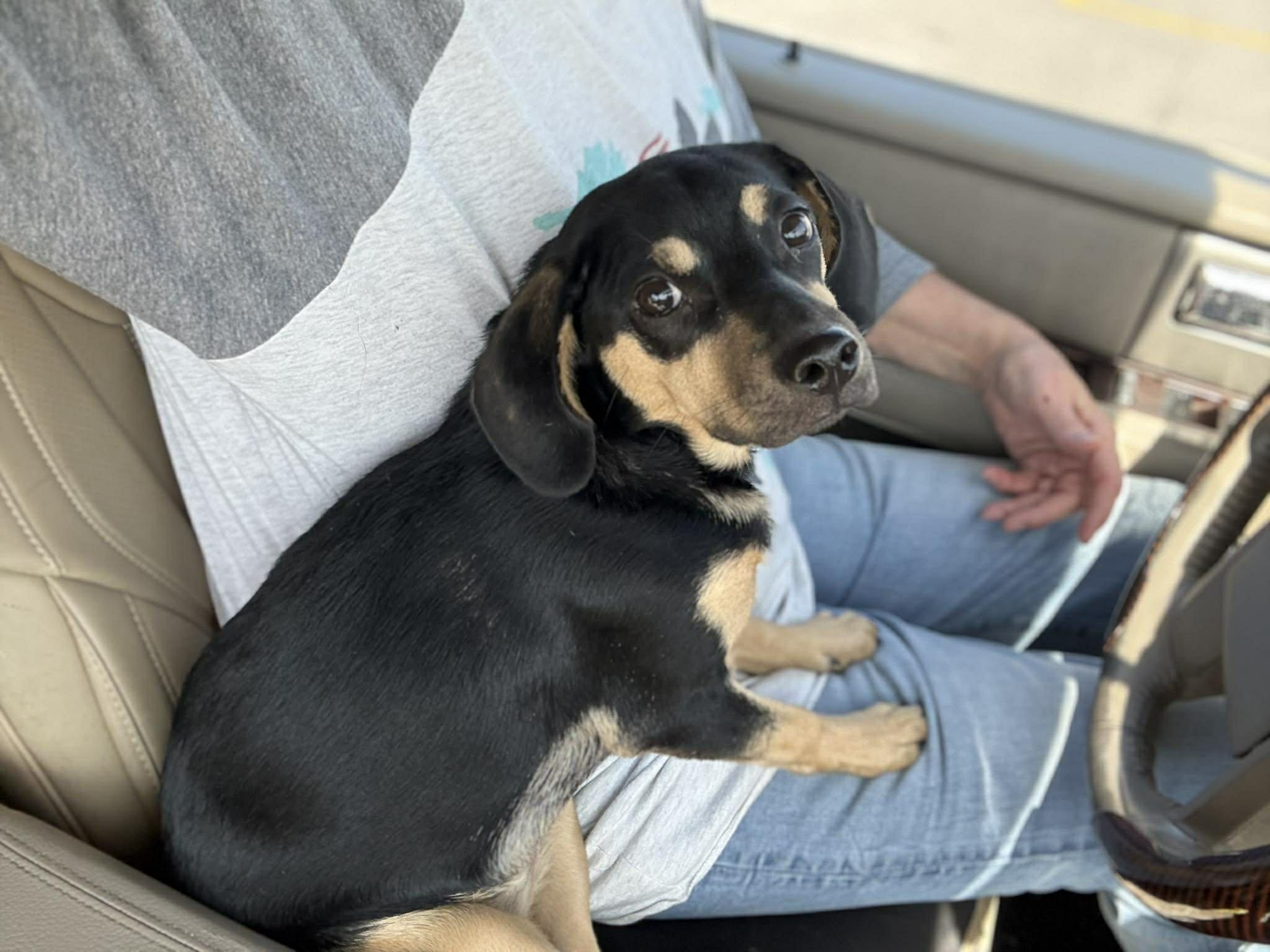 Enlarge Reese, a ADOPTABLE mixed breed in Homer Glen, IL image 2/2