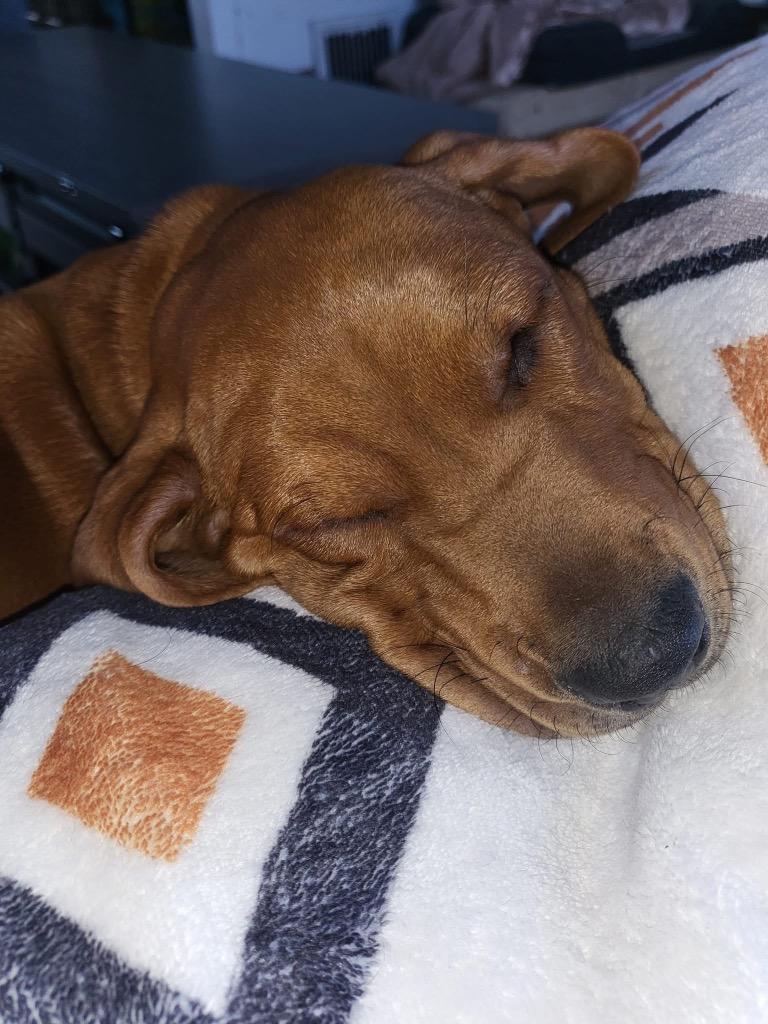 Gravy, Adoptable, Puppy Female Basset Hound.