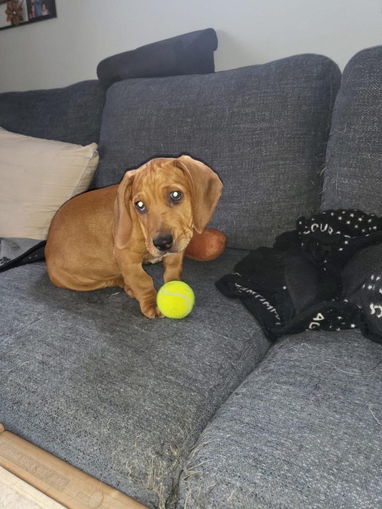 Gravy, a Adoptable mixed breed image 2/5