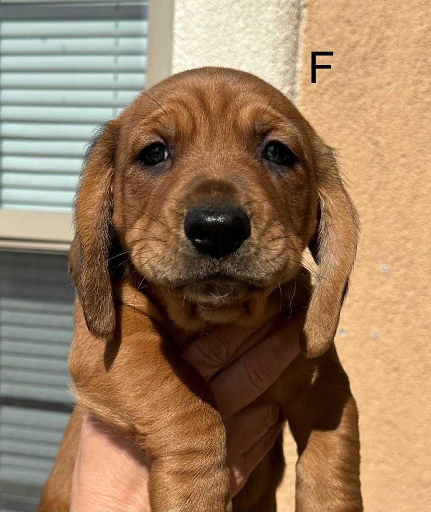 Gravy, a Adoptable mixed breed image 3/5