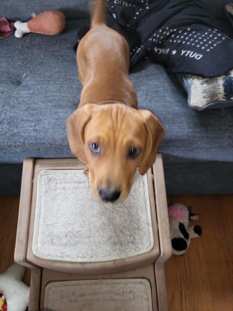 Gravy, a Adoptable mixed breed image 4/5