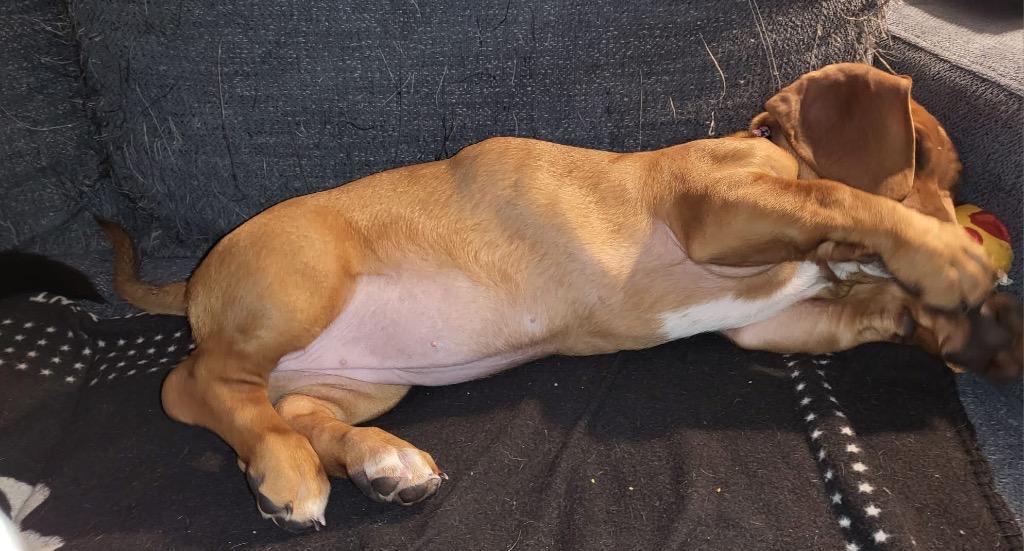 Gravy, a Adoptable mixed breed image 5/5