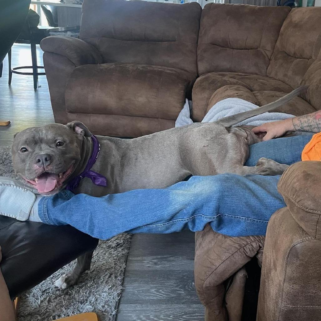 Phoenix, Adoptable, Adult Female Pit Bull Terrier.