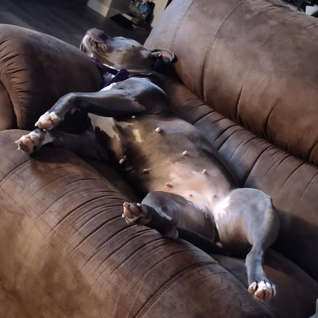 Enlarge Phoenix, a Adoptable Pit Bull Terrier in Ferndale, WA image 2/4