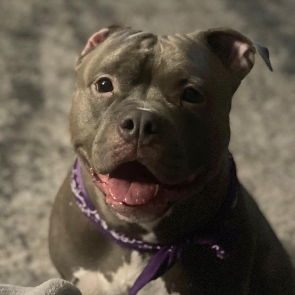 Enlarge Phoenix, a Adoptable Pit Bull Terrier in Ferndale, WA image 3/4