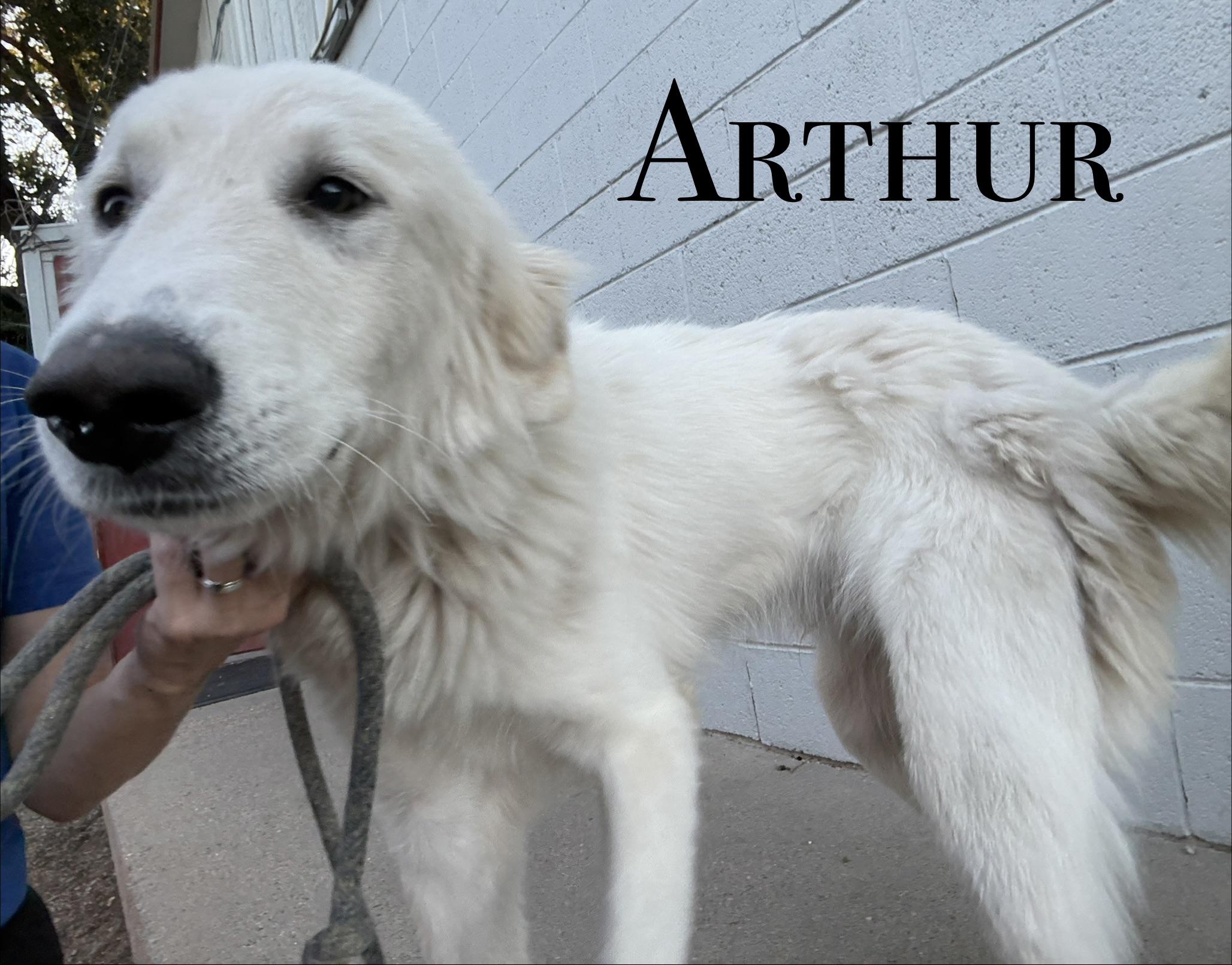 Enlarge Arthur, a ADOPTABLE Great Pyrenees in Craig, CO image 1/1