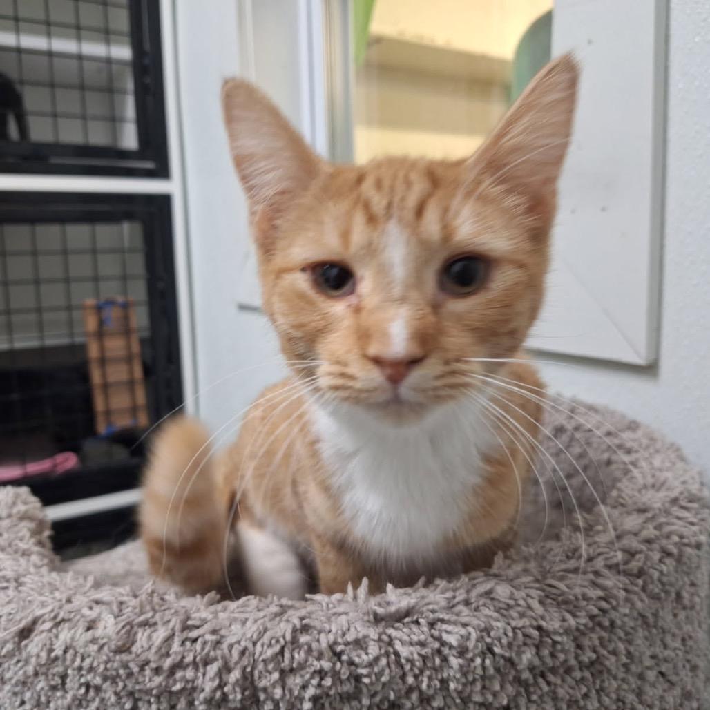 Tonya, Adoptable, Young Female Domestic Short Hair.