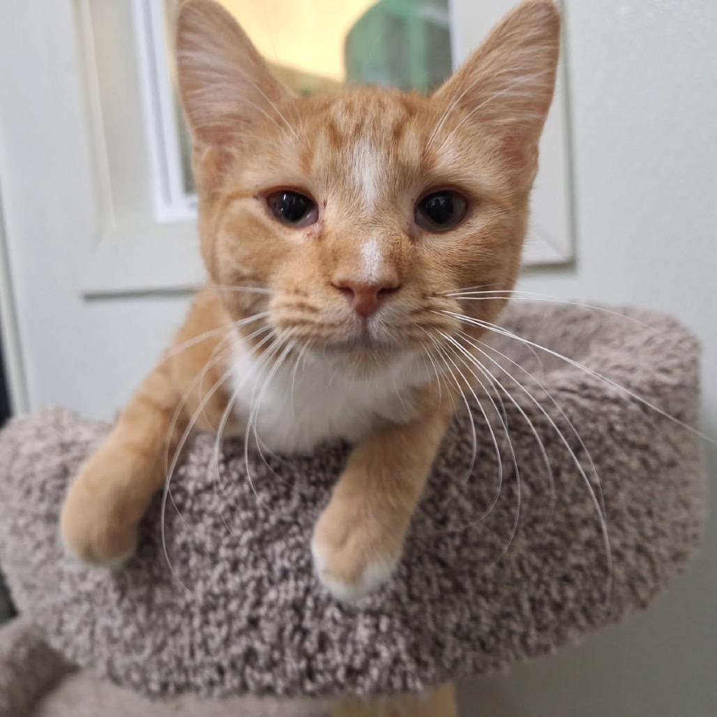 Tonya, a Adoptable Domestic Short Hair in Albert Lea, MN image 2/6