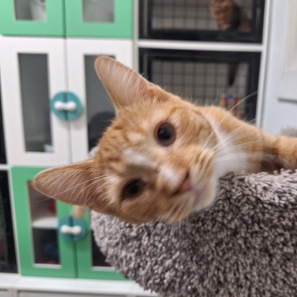 Tonya, a Adoptable Domestic Short Hair in Albert Lea, MN image 3/6