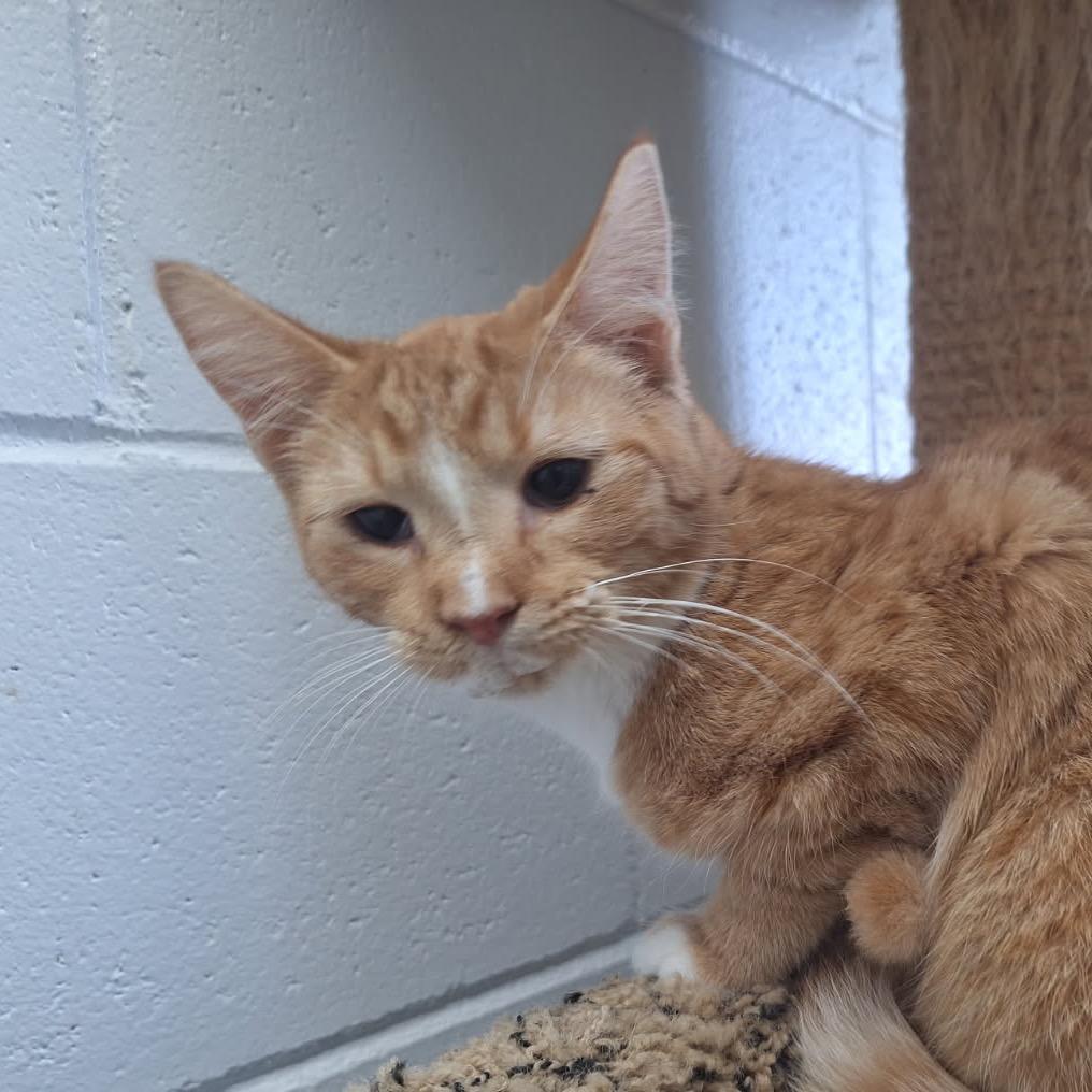 Tonya, a Adoptable Domestic Short Hair in Albert Lea, MN image 4/6