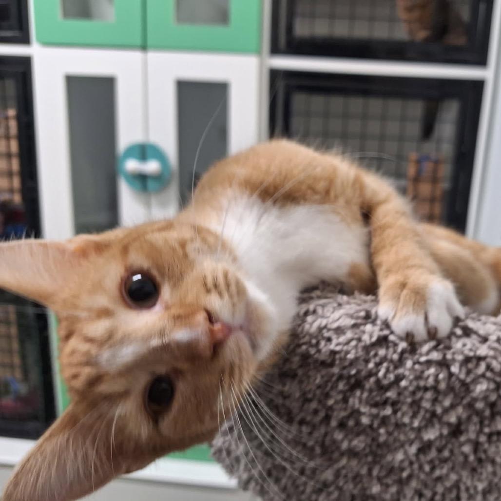 Tonya, a Adoptable Domestic Short Hair in Albert Lea, MN image 5/6