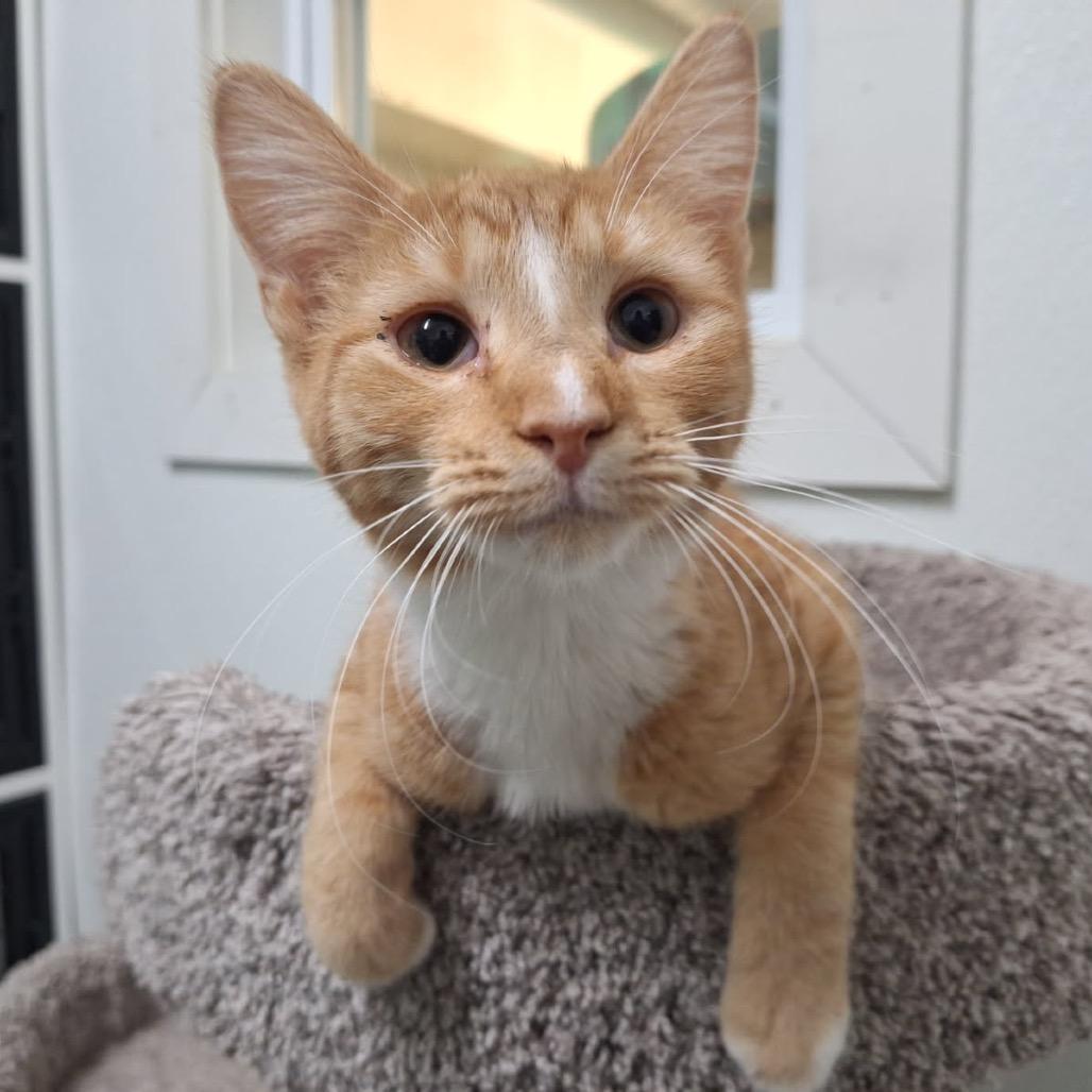 Tonya, a Adoptable Domestic Short Hair in Albert Lea, MN image 6/6