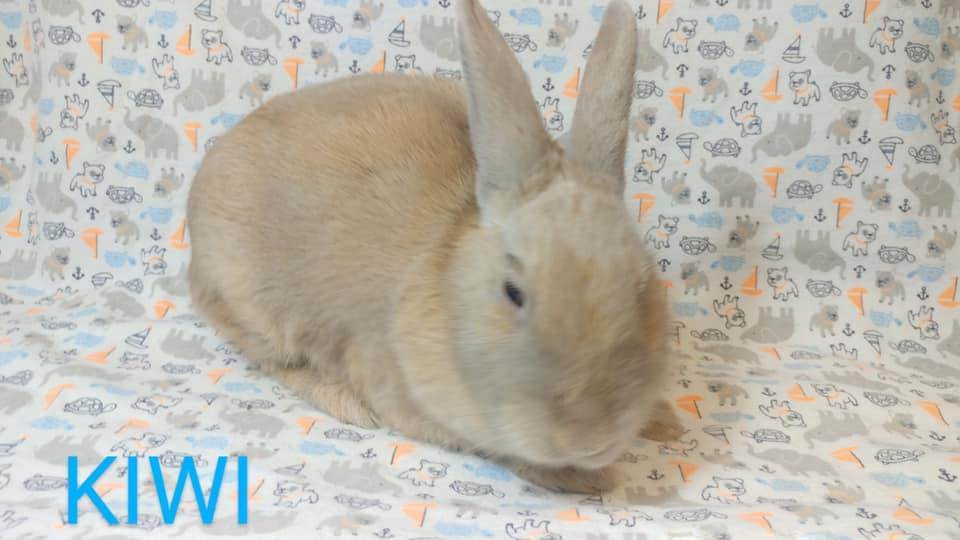 Enlarge Kiwi, a Adoptable Bunny Rabbit image 2/5