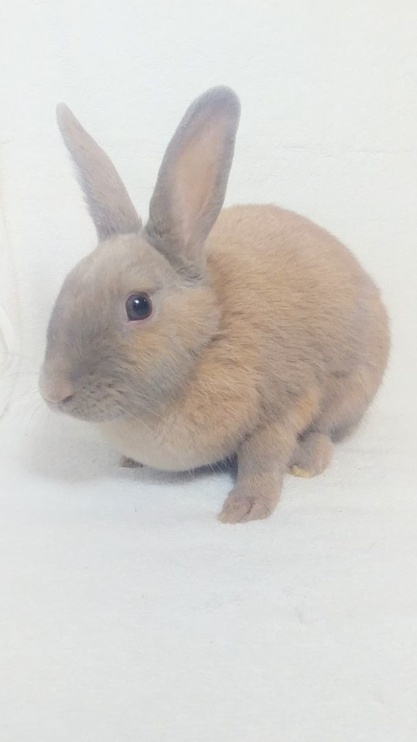 Enlarge Kiwi, a Adoptable Bunny Rabbit image 3/5