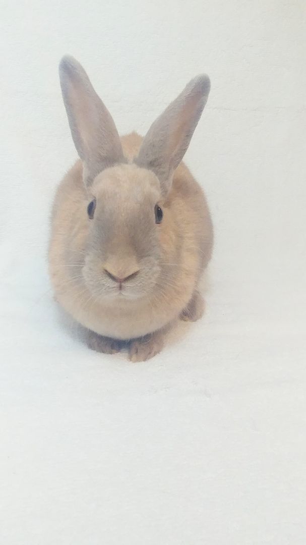 Enlarge Kiwi, a Adoptable Bunny Rabbit image 4/5