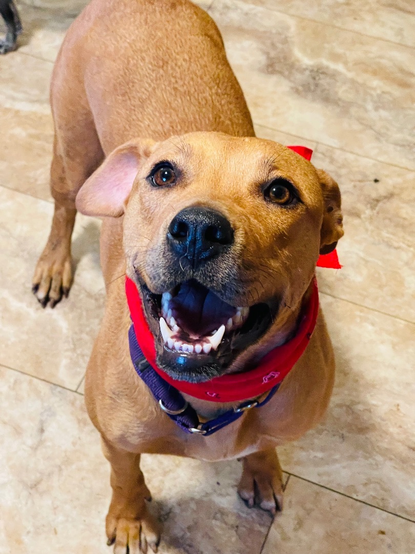 Enlarge PENNY- fun girl, a Adoptable mixed breed in Waltham, MA image 3/12