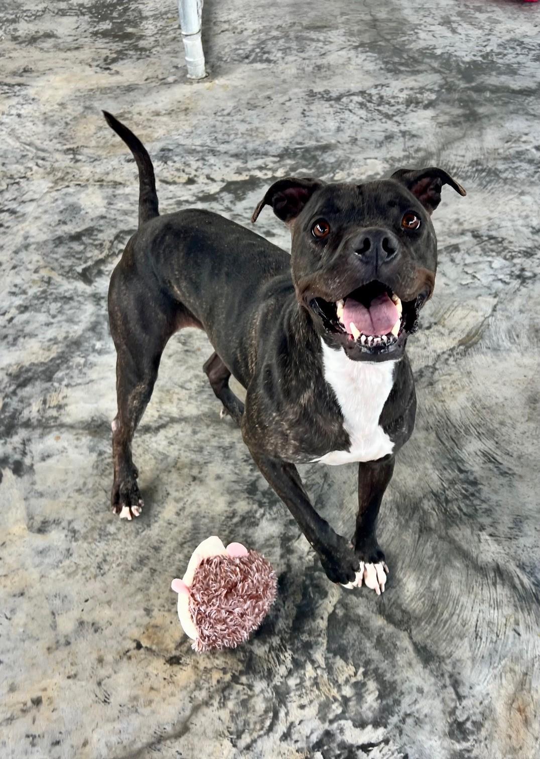 Enlarge Sally "Racecar", a Adoptable mixed breed in Edinburg, VA image 1/1