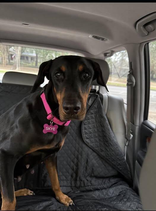 Enlarge Skye, a ADOPTABLE Doberman Pinscher in Fleetwood, PA image 4/4