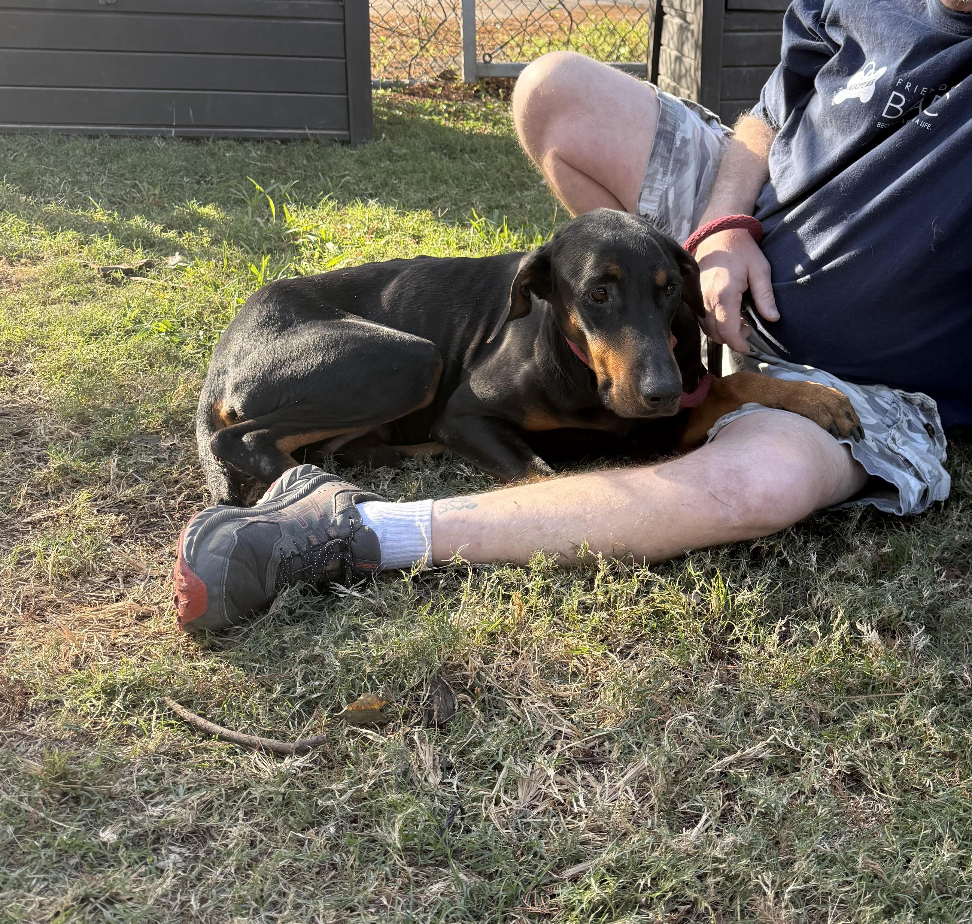 Enlarge Skye, a ADOPTABLE Doberman Pinscher in Fleetwood, PA image 3/4