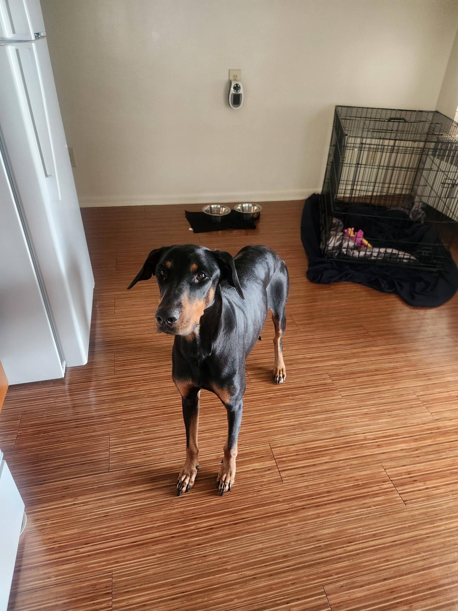 Enlarge Skye, a ADOPTABLE Doberman Pinscher in Fleetwood, PA image 2/4