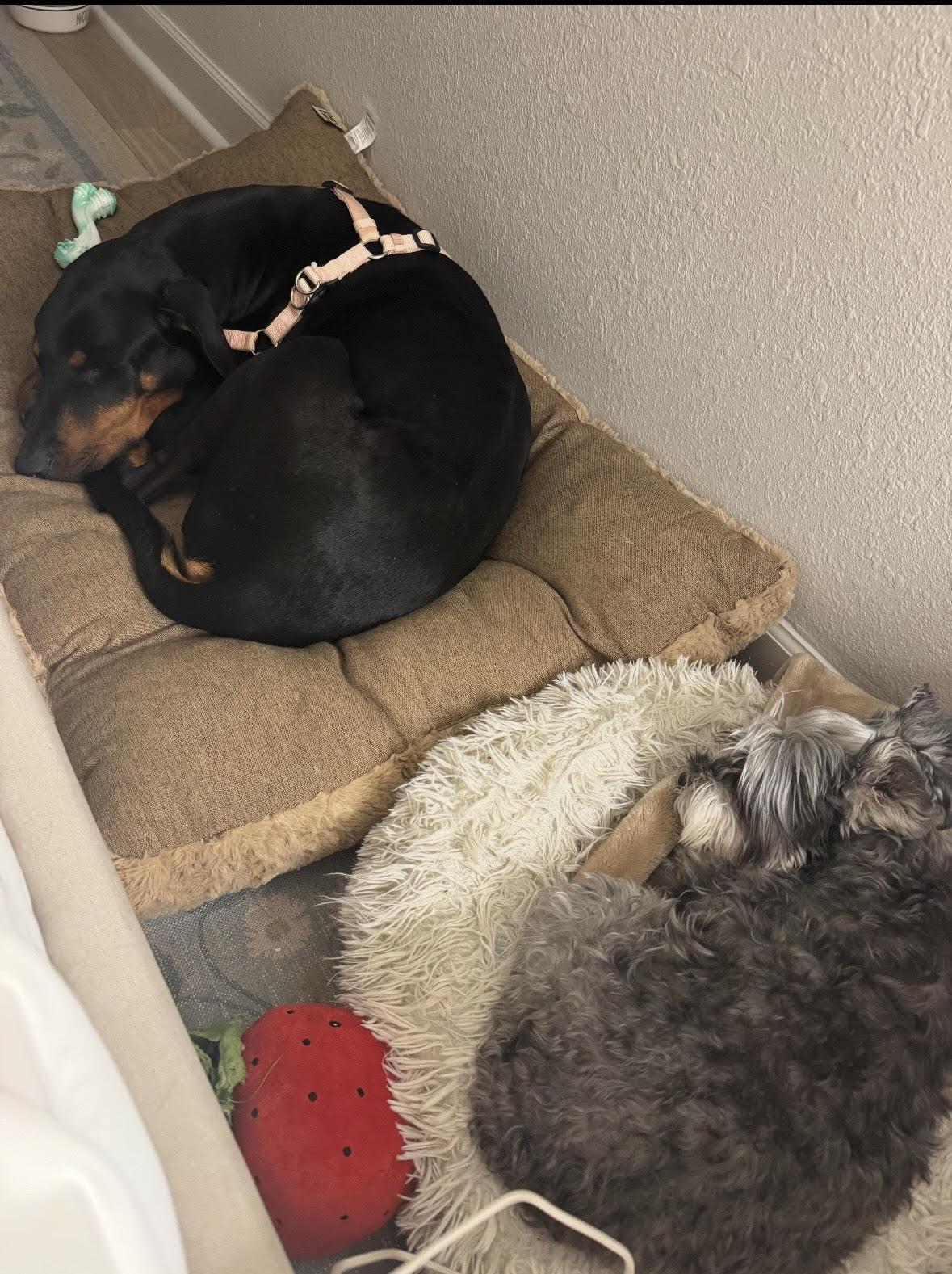 Skye, ADOPTABLE, Adult Female Doberman Pinscher.