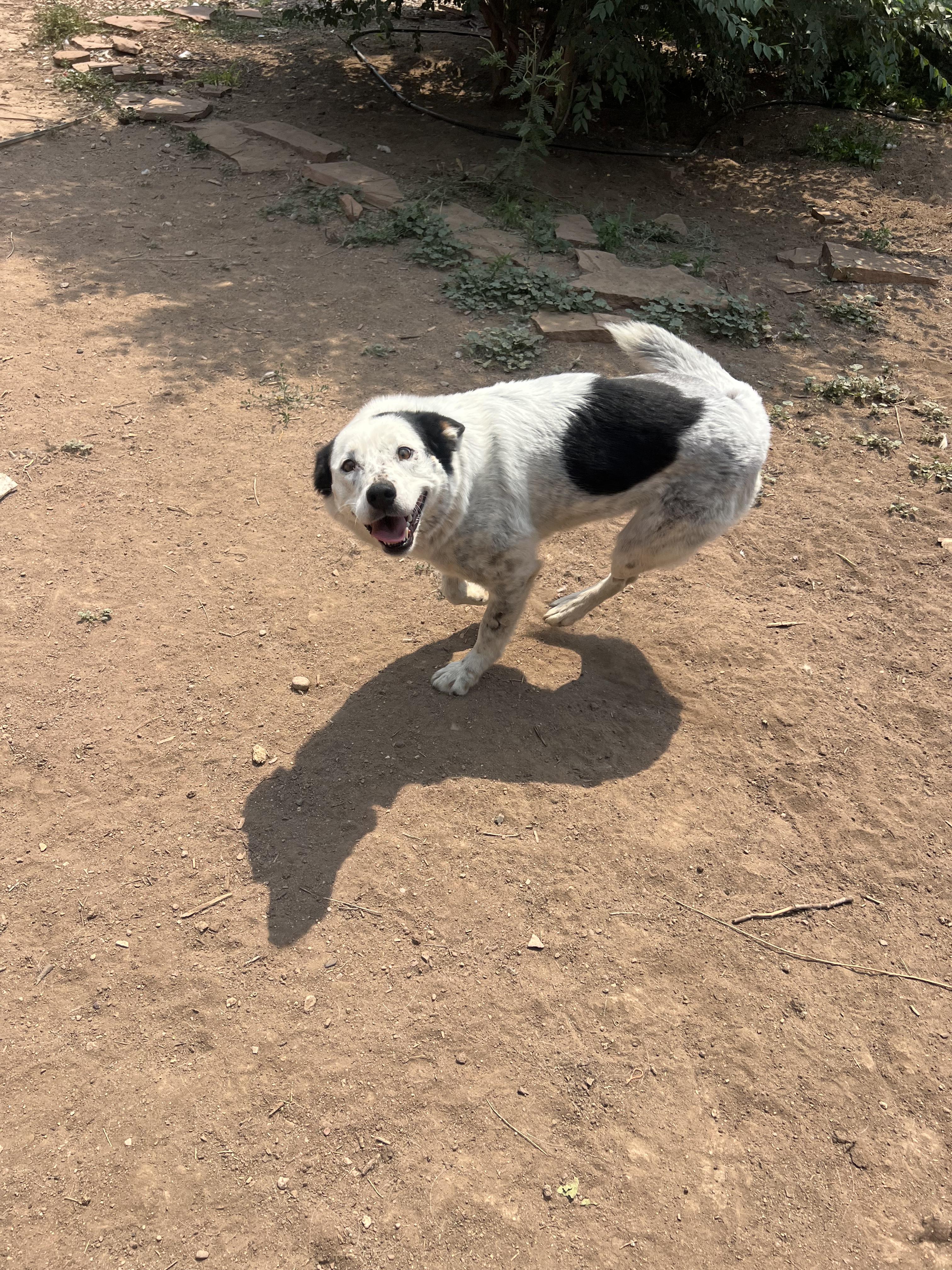 Ellie, a ADOPTABLE mixed breed in Fort Collins, CO image 5/5