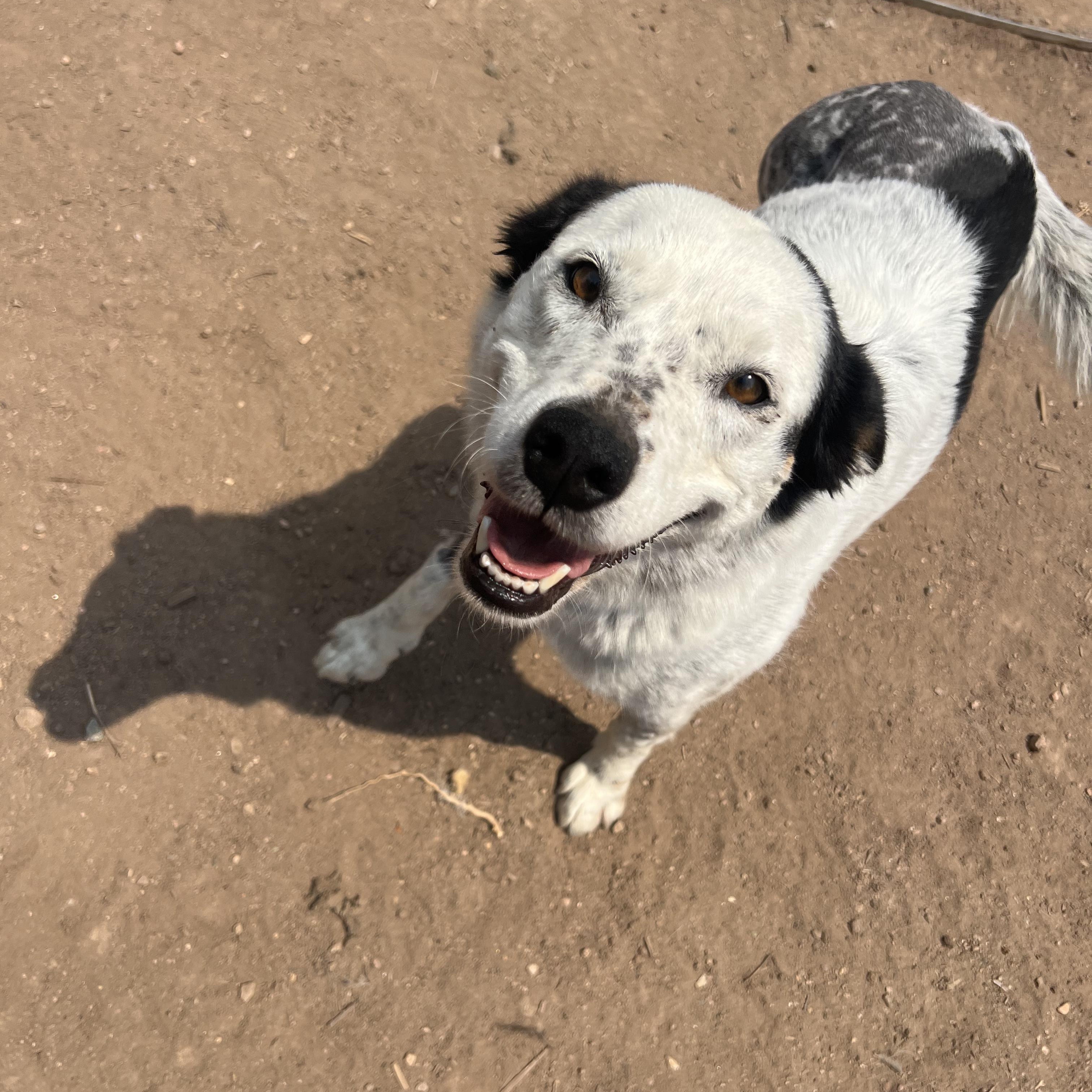 Ellie, ADOPTABLE, Adult Female Australian Cattle Dog / Blue Heeler.