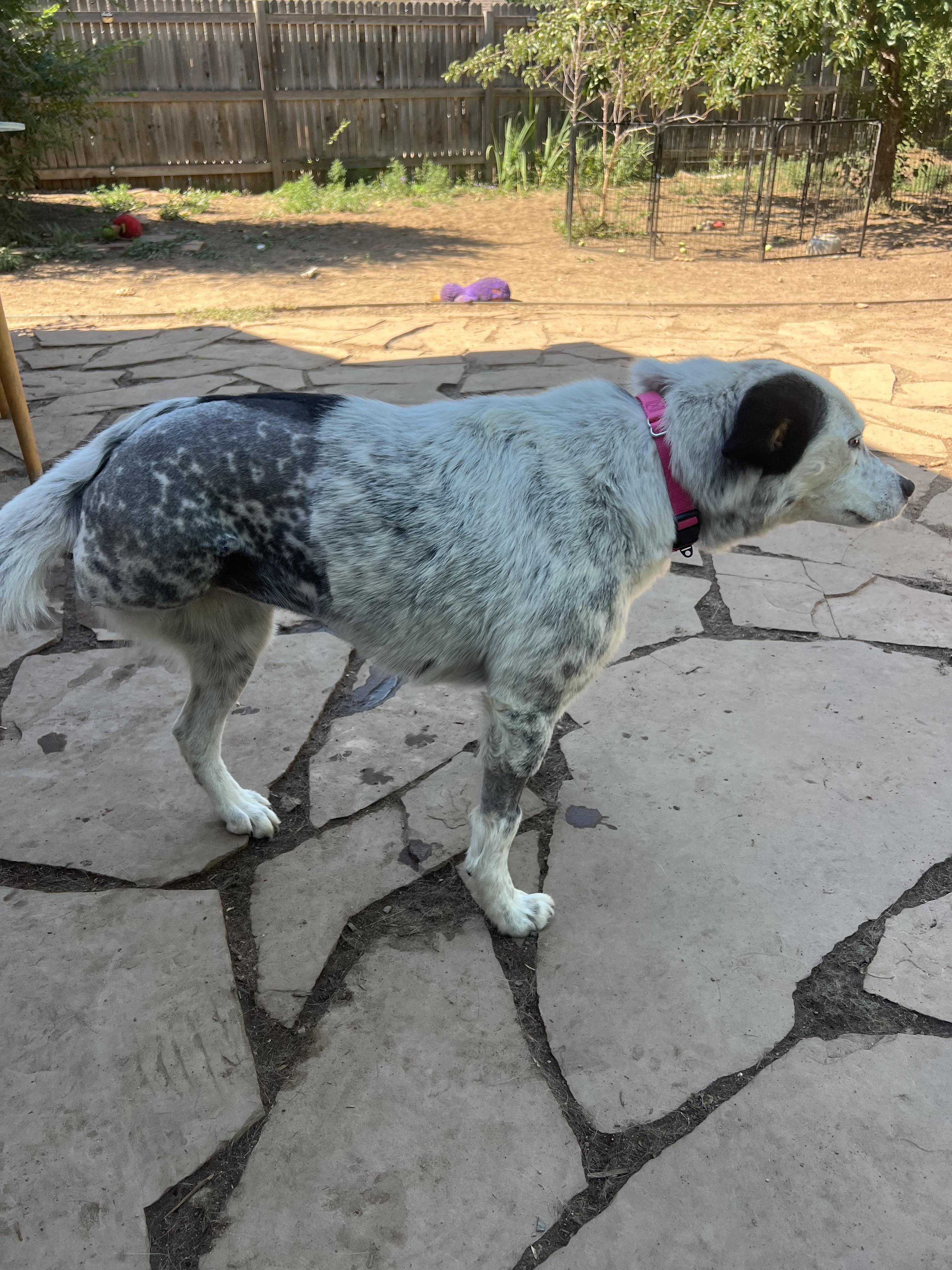 Ellie, a ADOPTABLE mixed breed in Fort Collins, CO image 2/5