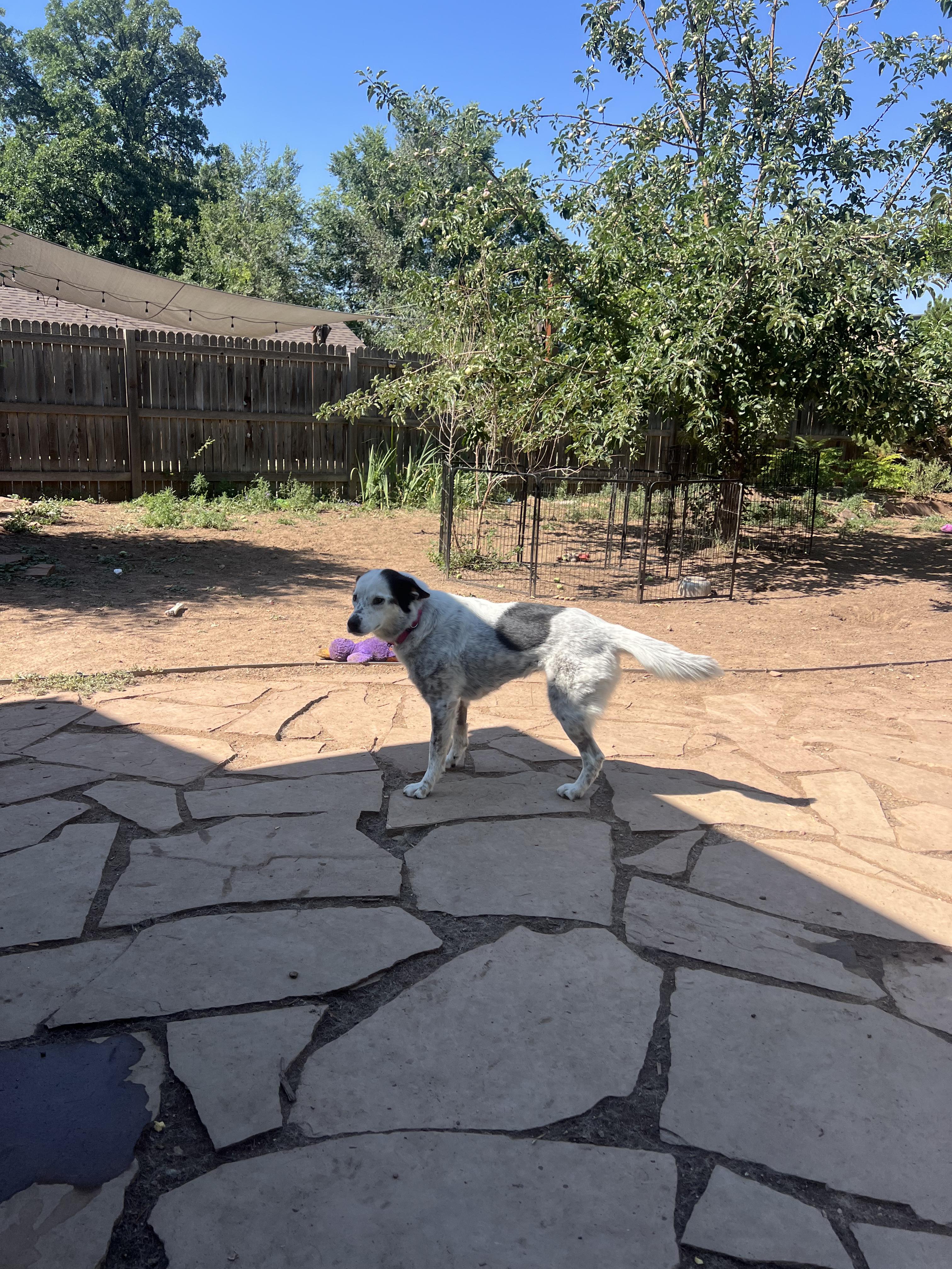 Ellie, a ADOPTABLE mixed breed in Fort Collins, CO image 3/5