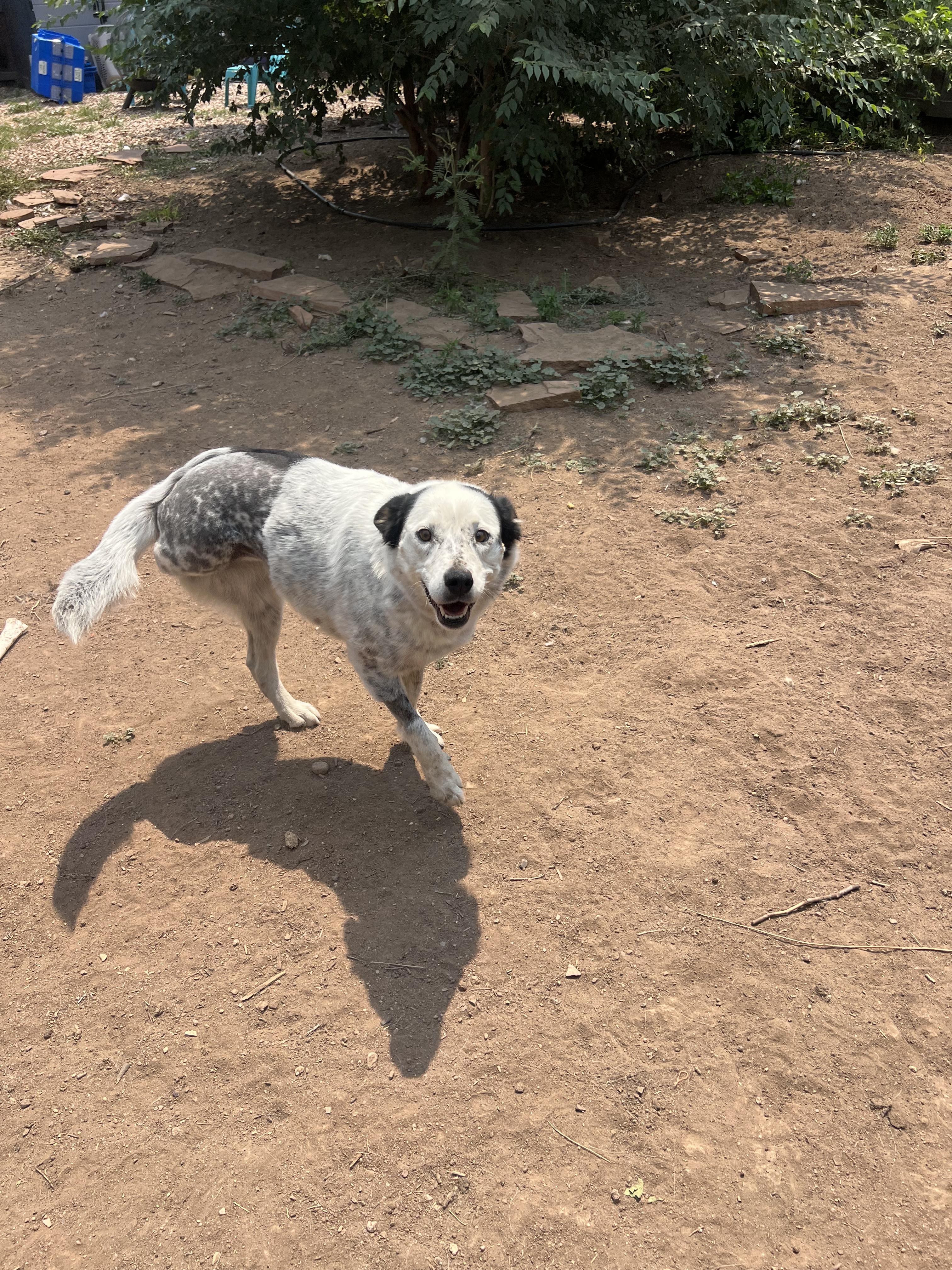 Ellie, a ADOPTABLE mixed breed in Fort Collins, CO image 4/5