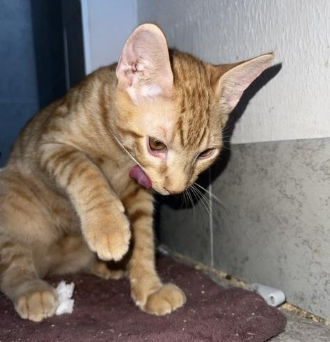 Jupiter #car-stowaway