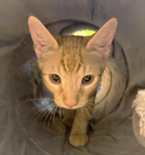 Jupiter #car-stowaway